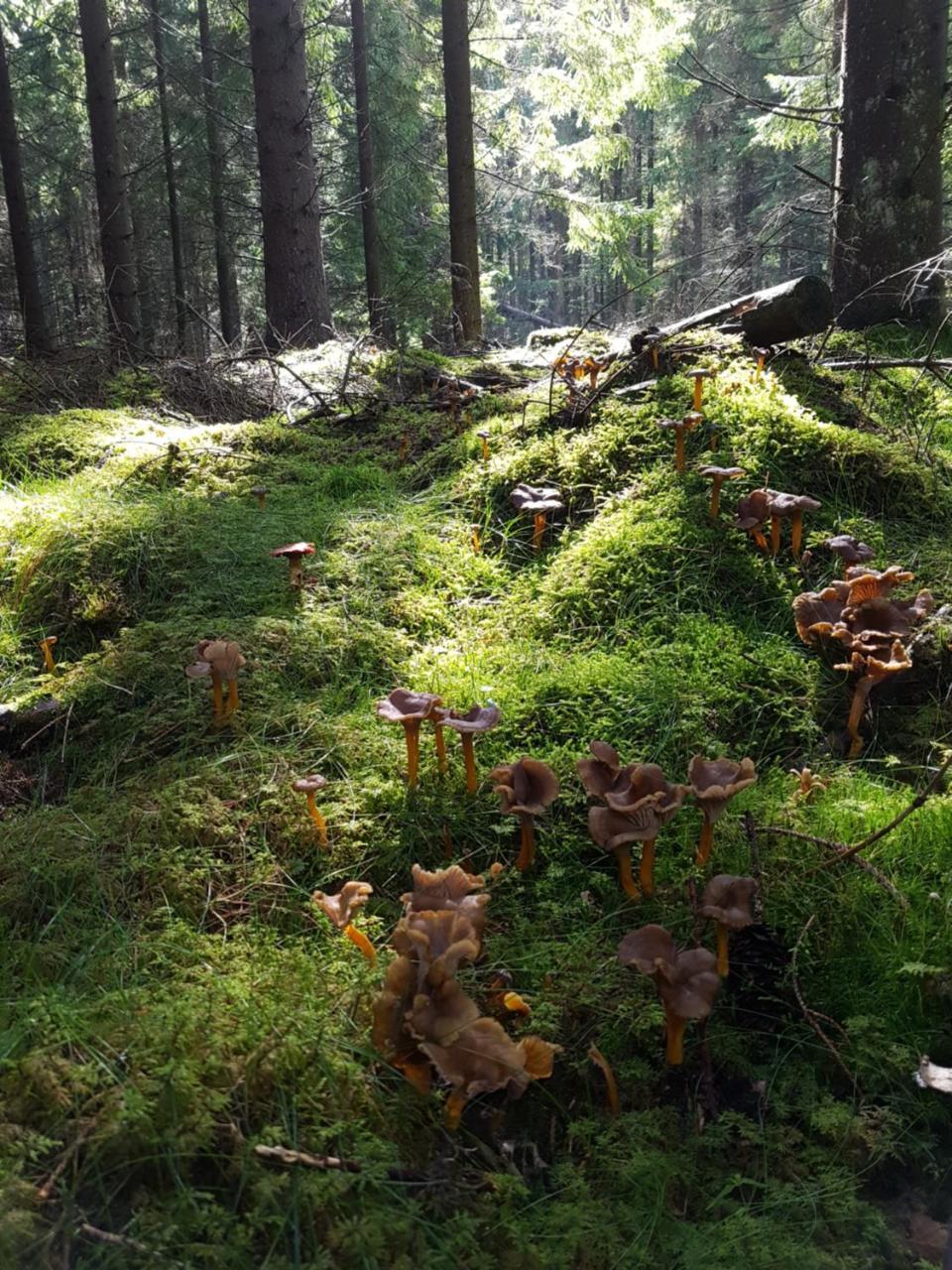Furuliden Country Inn Vittsjö Eksteriør bilde